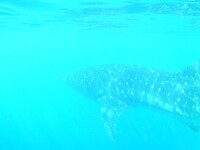 Whale shark