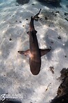 Whale shark van boven