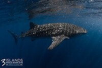 whale shark van de zijkant