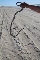 J vangt een slang met blote handen