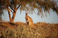 Skippy! (one of many)