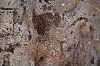 Bijen in de baobab