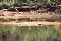 Kroko's