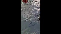 spitfish