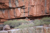 Berg walli b