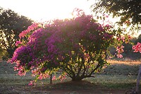Ochtendzon