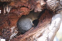 Possum in boom (slaapt)