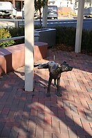 P dog