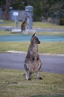 Toezicht Skippy