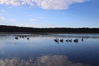 Pelicanen