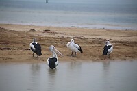 Pelicanen aan de kust bij de camping