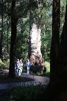 Reuze gum tree
