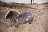 Wombat
