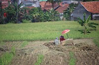 Rijstveld werker