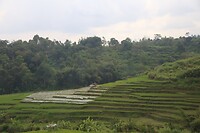 Terrassen met rijstvelden