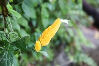 Bloem