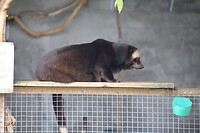 Civetkat