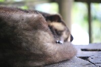 Producent van Luwak rust uit