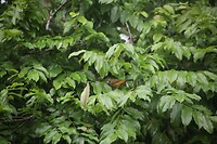 Vogel in t groen