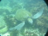 Lunchuurtje met zeeschildpad