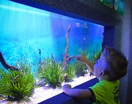 Two oceans aquarium