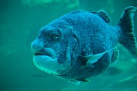 Two oceans aquarium