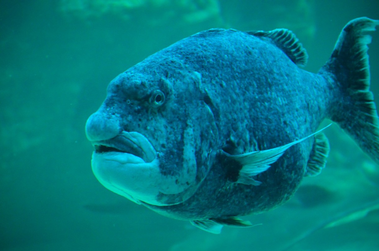 Two oceans aquarium