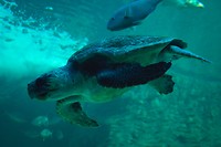 Two oceans aquarium