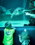 Two oceans aquarium