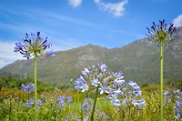Kirstenbosch