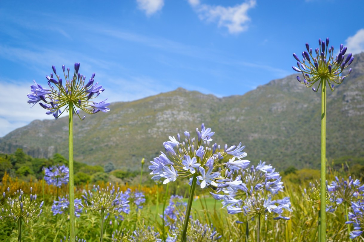 Kirstenbosch