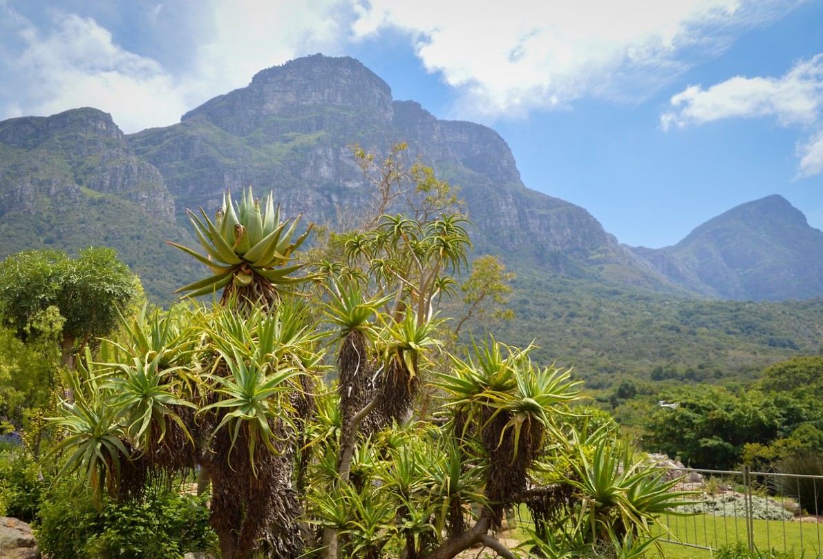 Kirstenbosch