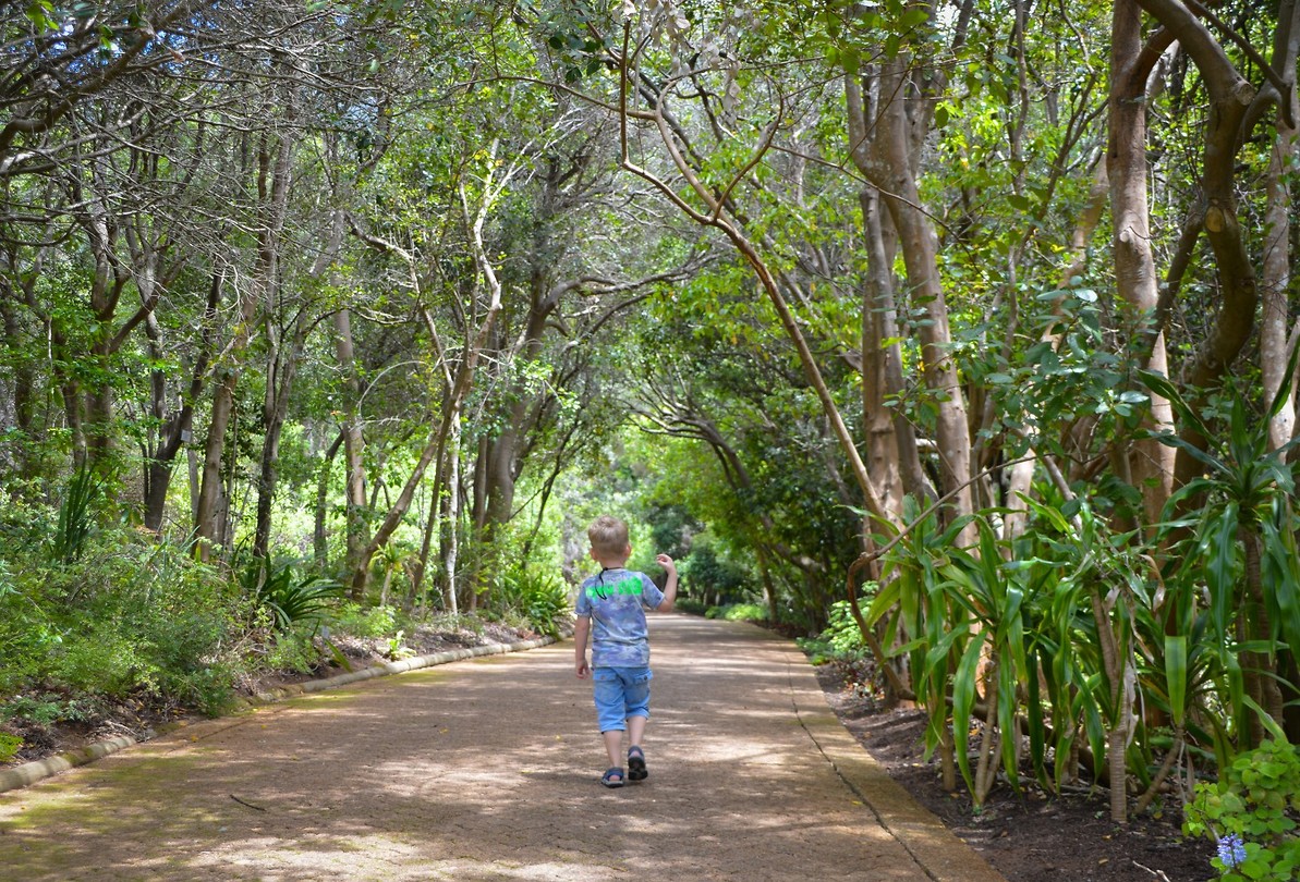 Kirstenbosch