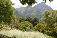 Kirstenbosch