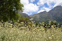 Kirstenbosch