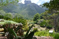 Kirstenbosch