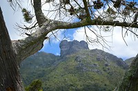 Kirstenbosch