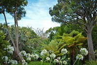 Kirstenbosch