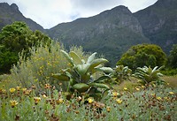 Kirstenbosch