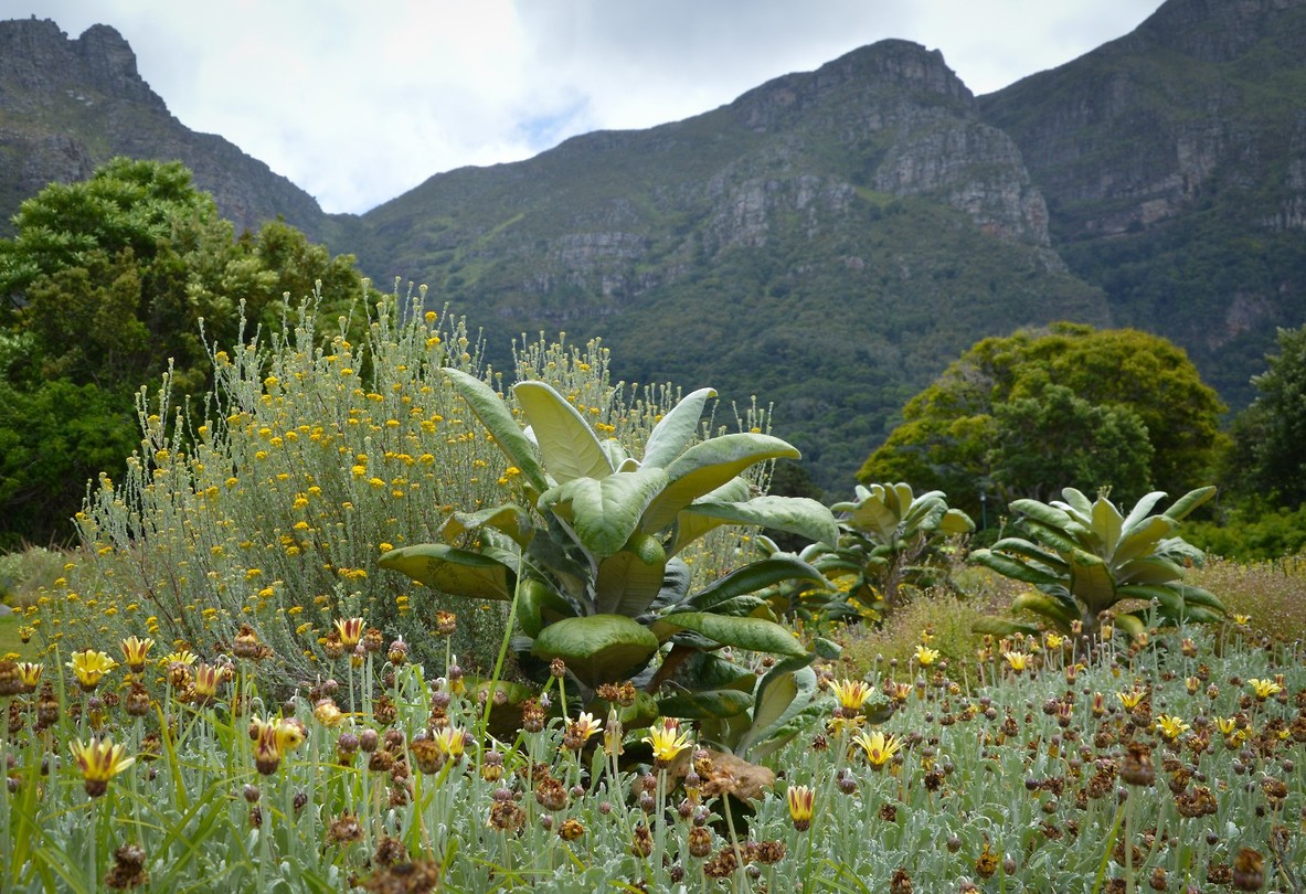 Kirstenbosch