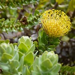Kirstenbosch
