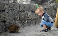 Een Dassie op de Tafelberg