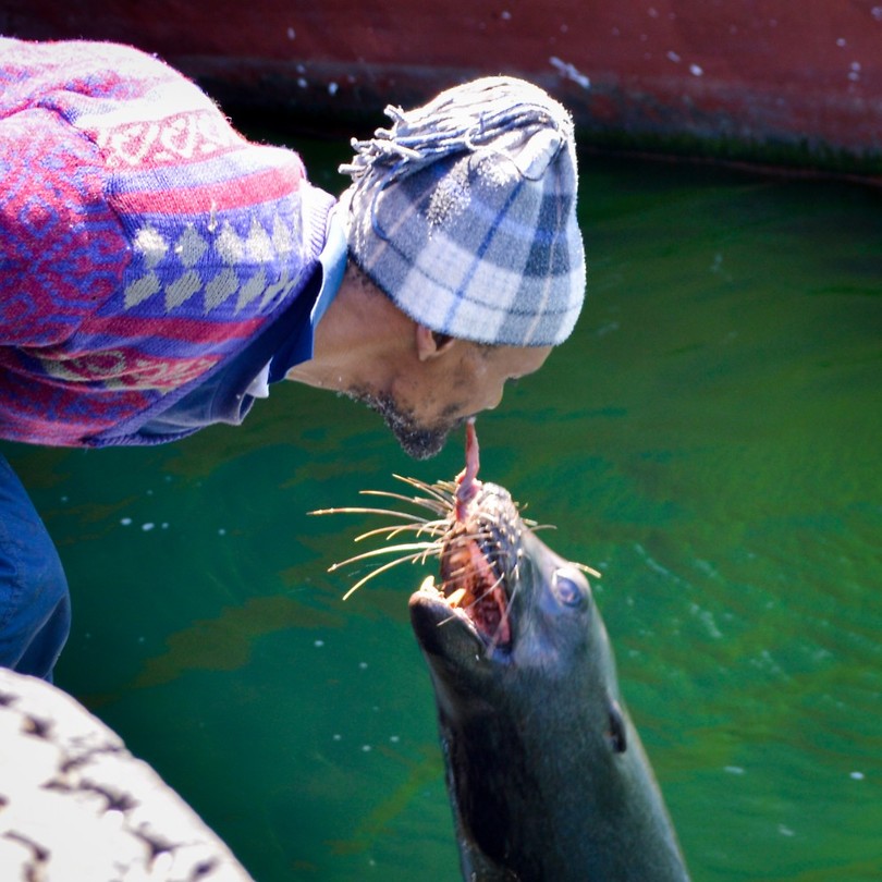 De visserman voert de zeehonden