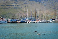 Zeehonden zwemmen in de haven van Hout bay