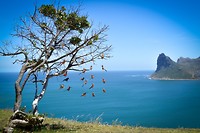 Chapman's peak