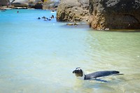 Boulders beach