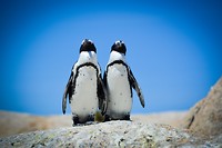 Boulders beach