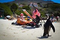 Boulders beach