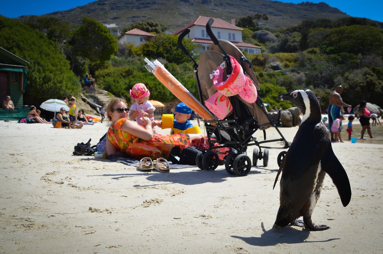Boulders beach