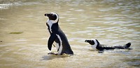 Boulders beach